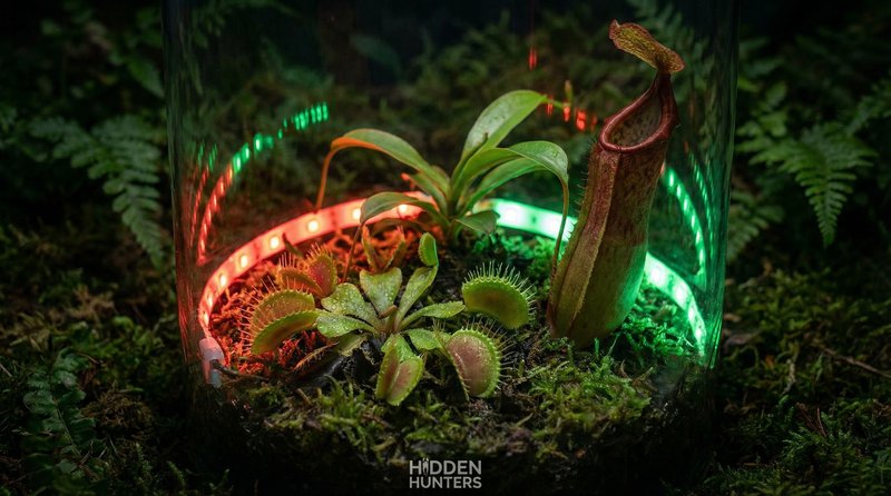幼幼植物视频-食虫植物微距视频拍摄